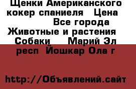 Щенки Американского кокер спаниеля › Цена ­ 15 000 - Все города Животные и растения » Собаки   . Марий Эл респ.,Йошкар-Ола г.